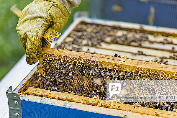 Imker-Kontrollrahmen mit Honigbienen
