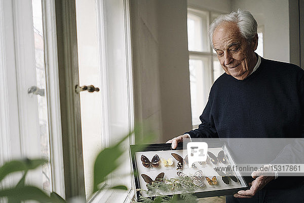 Älterer Mann zeigt zu Hause seine Schmetterlingssammlung