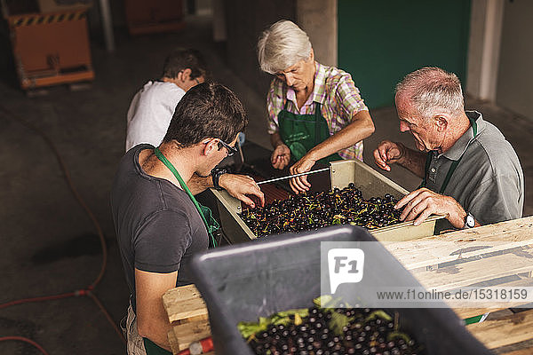 People working together sorting harvested cherries