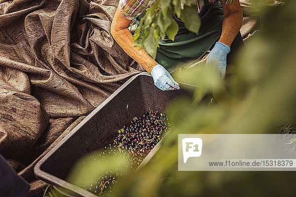 Senior woman with harvested cherries in a box
