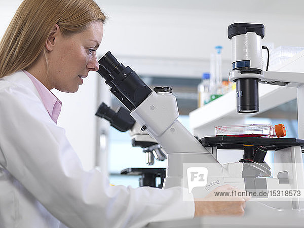 Zellbiologe betrachtet eine Flasche mit Stammzellen mit einem umgekehrten Mikroskop im Labor