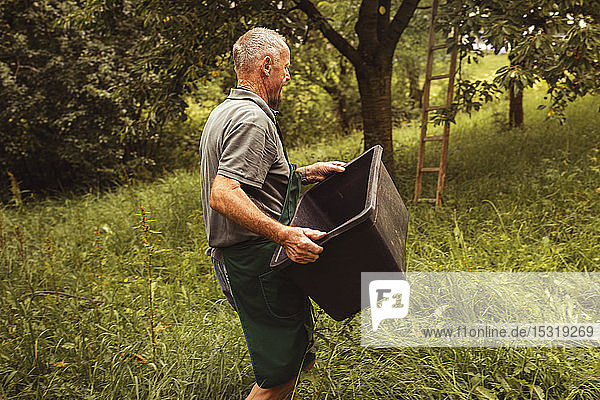 Älterer Mann trägt Kiste während der Kirschenernte im Obstgarten