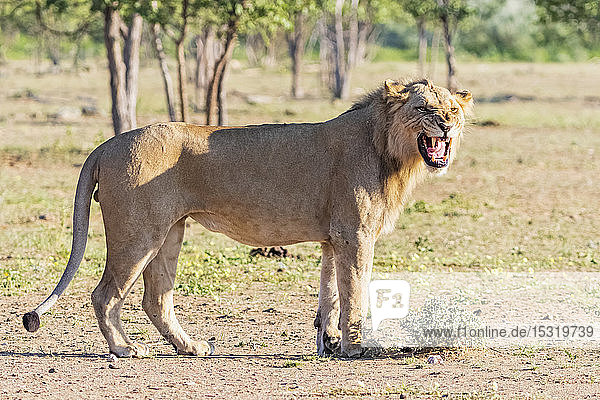 Afrika  Namibia  Etoscha-Nationalpark  Löwenmännchen  Panthera leo