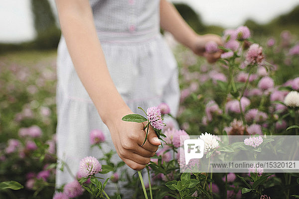 Mädchenhände mit Kleeblumen