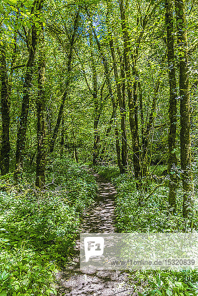 Frankreich  Regionaler Naturpark Causses du Quercy  Lot  Sensibler Naturraum  Wanderweg Moulin du Saut  Kammlinie der Alzou-Schlucht