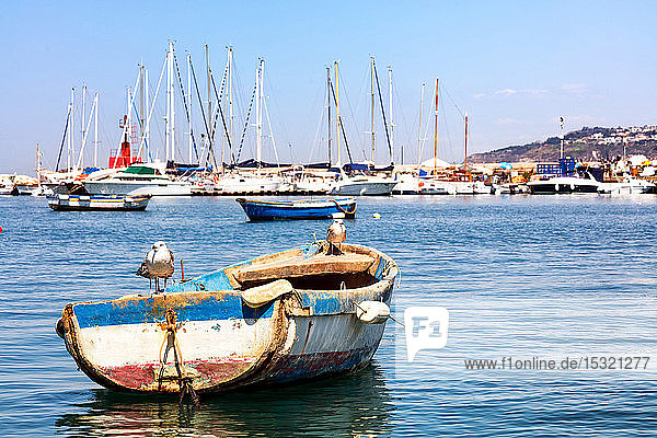 Seemöwen auf einem Boot im Hafen von Procida  Golf von Neapel  Region Kampanien  Italien