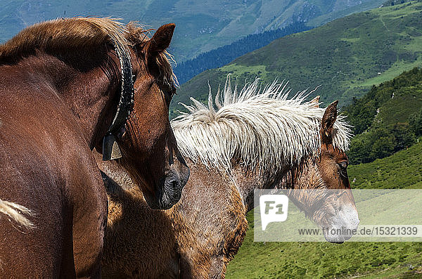 Frankreich  Pyrenäen-Nationalpark  Hautes Pyrenees  Berg Hautacam  zwei Pferde laufen frei in den Bergen herum.