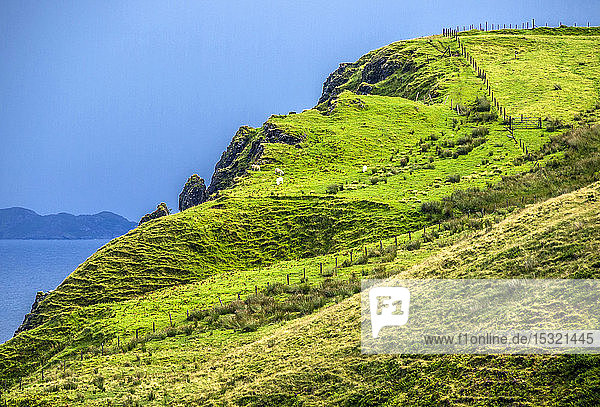 Europa  Großbritannien  Schottland  Hebriden  Isle of Skye  Schafe an der Klippe auf der Halbinsel Trotternish