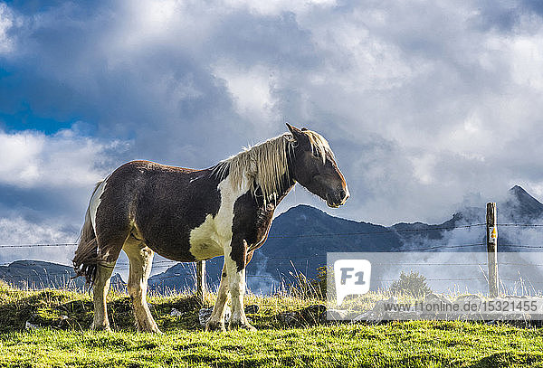 France  Pyrenees National Park  vallee d'Ossau  wild horse on the plateau du Benou
