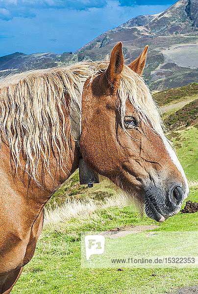 Frankreich  Pyrenäen-Nationalpark  Hautes-Pyrenees  Hautacam  Seitenansicht eines Pferdes im Gebirge am Col de Moulata
