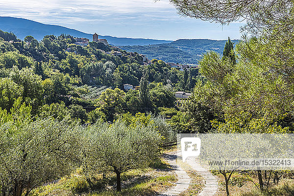 Frankreich  Provence Drome  Olivenbäume Ã Veinsobres