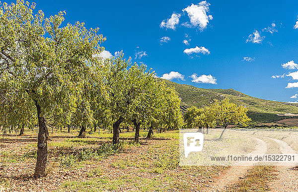 Spanien  Autonome Gemeinschaft Aragonien  Naturpark Sierra y CaÃ±ones de Guara  Val de Onsera  Mandelbäume
