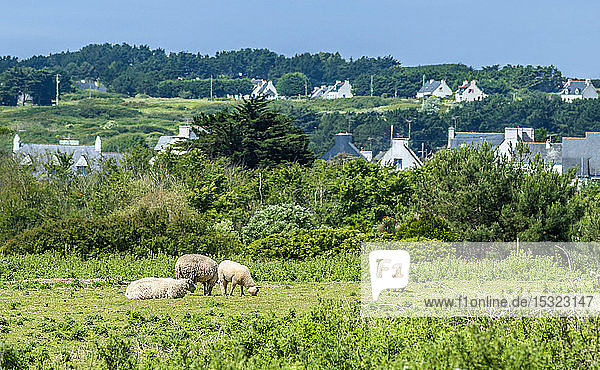 Frankreich  Bretagne  Ile de Groix  Landschaft mit Schafen