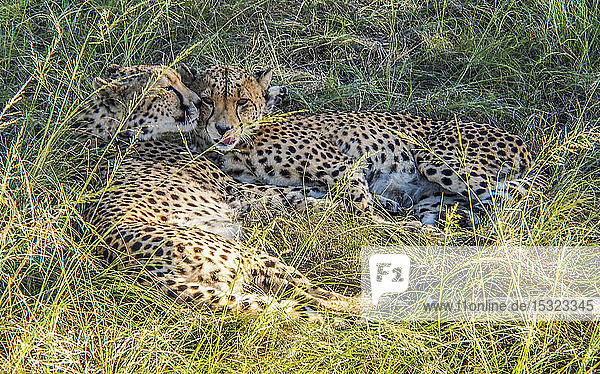 South Africa  Garden Route  Plettenberg Bay  Game Reserve  couple of cheetahs' rest (Acinonyx jubatus)