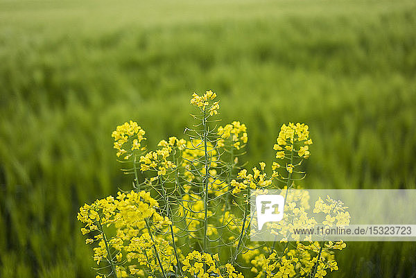 Getreidefelder  Normandie  Frankreich