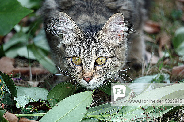 Nahaufnahme einer jungen Katze  5 Monate alt  Rasse Bengal - Maine Coon  weiblich  versteckt in einem Garten.