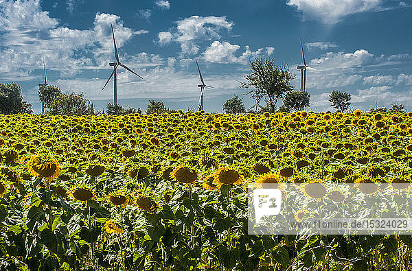 Spanien  Autonome Gemeinschaft Kastilien und León  ländliche Gegend in der Region Burgos  Sonnenblumenfeld und Windmühlen.