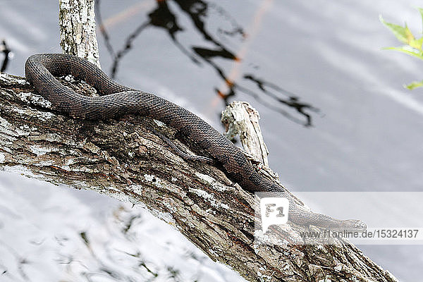 USA. Florida. Big Cypress National Preserve. Der burmesische Python  eine invasive Art in Südflorida.