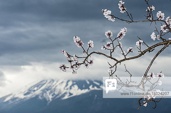 Blühender Kirschbaumzweig vor dem Berg Fuji  Kawaguchiko  Japan