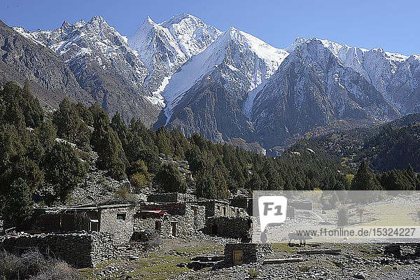 Pakistan  Gebiet Gilgit Baltistan  Nagar-Tal  Minapin  die hohen schneebedeckten Berge des Rakaposhi-Gebirges dominieren den kleinen Weiler Tagaphari