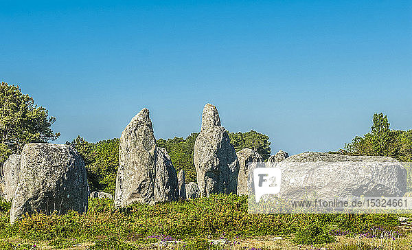 Frankreich  Bretagne  Morbihan  Steinreihe von Carnac (Neolithikum)