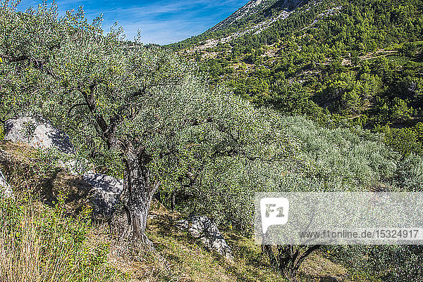 France  Drome  The Provencal Baronnies Regional Natural Park  century-old olive trees