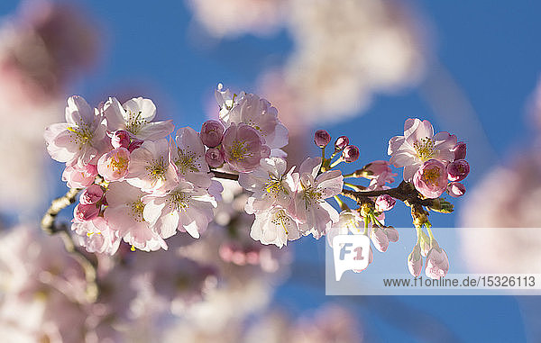 Rosa blühende Kirschblüte Zweig vor einem blauen Himmel