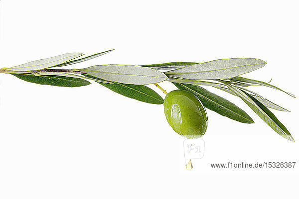 Olivenöl tropft von der Olive am Zweig