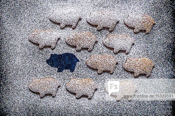 Lebkuchen in Form von Schweinen  die auf einer blauen Fläche ausgelegt und mit Puderzucker bestreut sind (2019 Jahr des Schweins)