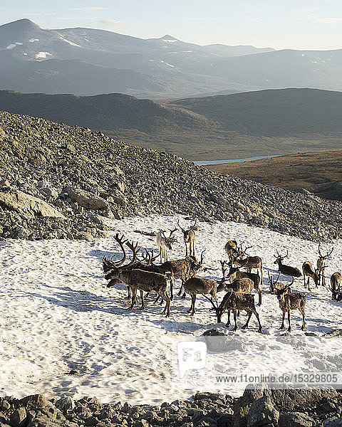 Reindeer standing on snow on Besseggen Ridge in Jotunheimen National Park Norway