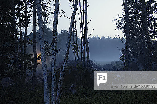 Trees by misty field at night
