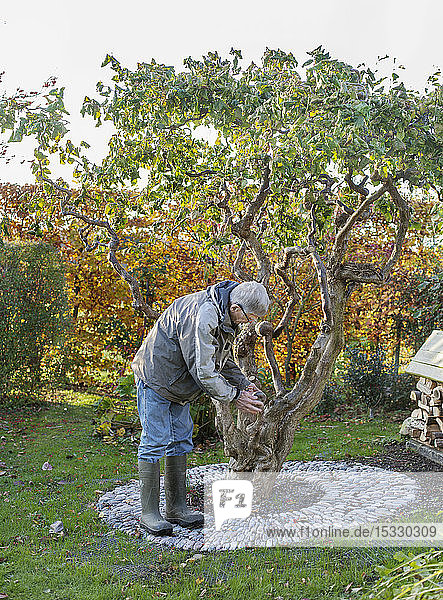 Älterer Mann kümmert sich um einen Baum im Hinterhof