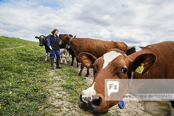 Farmer with cows in field