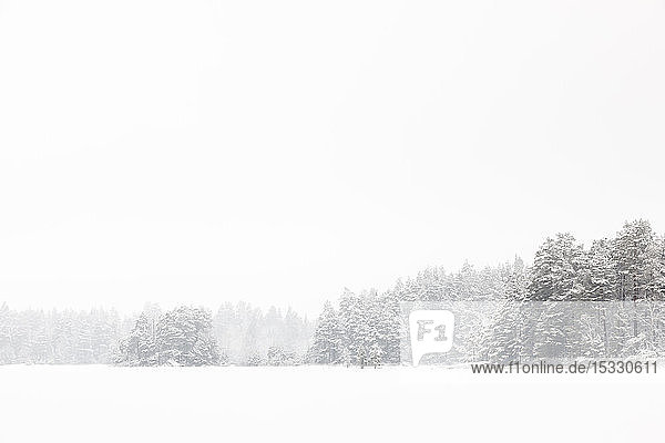 Snowy forest in Lotorp Sweden