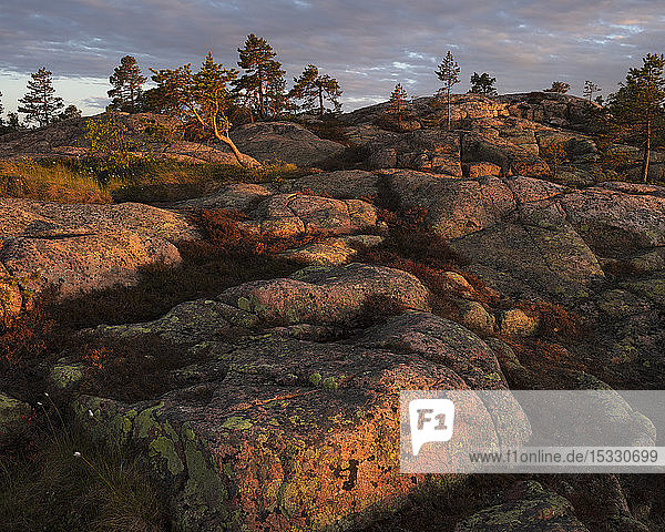 Pine trees on rocks in Skuleskogen National Park Sweden