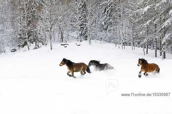 Braune Pferde laufen durch den Schnee