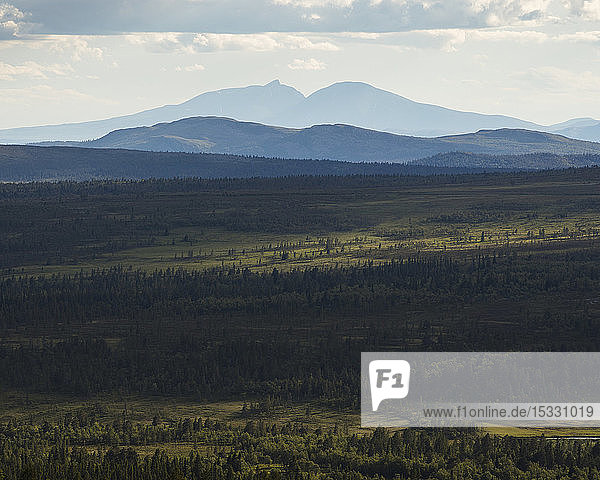 Trees by mountains