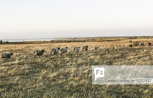 Herd of sheep walking in field