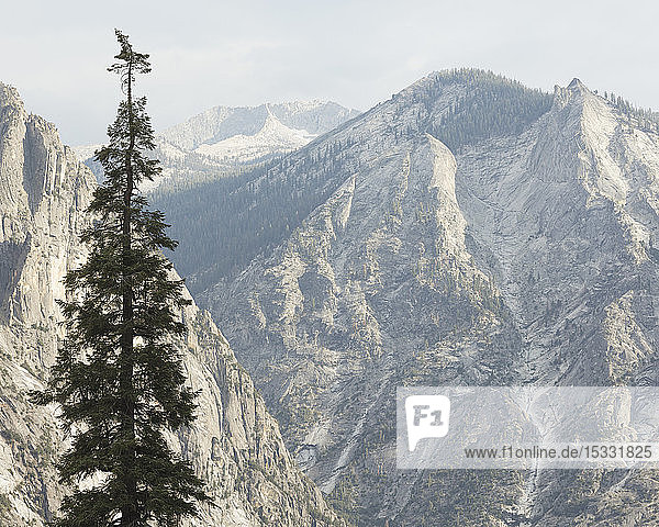 Tree in Kings Canyon National Park in California