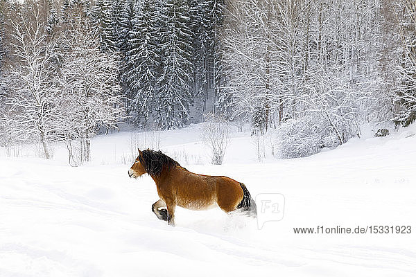 Brown horse in snow