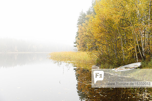 Trees and boat beside lake under fog