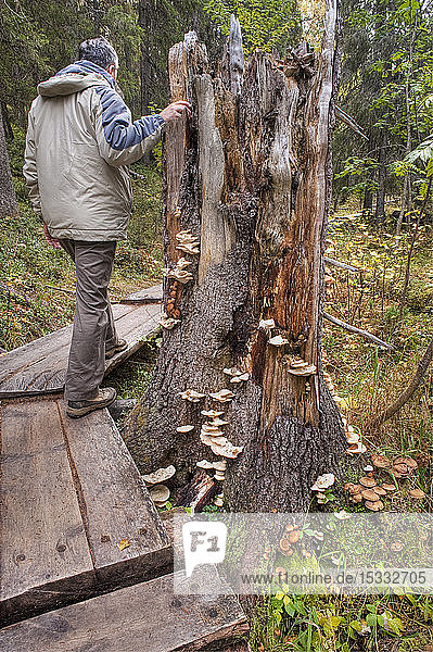 trekking in Varkaankuru gorge  mushrooms on an old log (Haploporus odorus)  taiga forest  brook-side woodland understorey  Ruska time (autumn)  Pallas-Yllastunturi National Park  Lapland  Finland