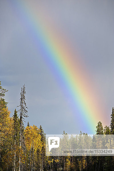 Regenbogen über Taigawald  Schottische Kiefer (Pinus sylvestris)  Birke (Betula pubescens)  Ruska-Zeit (Herbst)  Pallas-Yllastunturi-Nationalpark  Lappland  Finnland