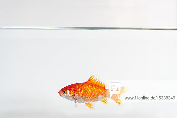 Goldfish in water