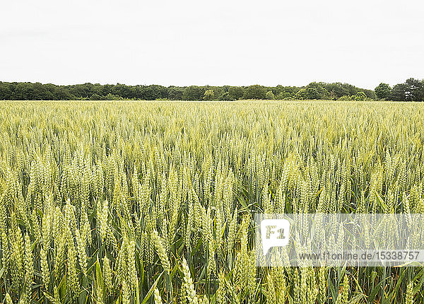 Getreidefeld im Loire-Tal  Frankreich