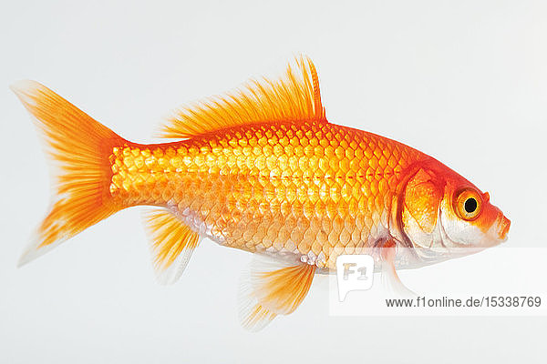 Seitenansicht eines Goldfisches