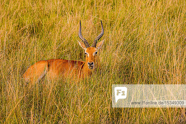Antilope im Queen Elizabeth National Park  Uganda  Ostafrika  Afrika