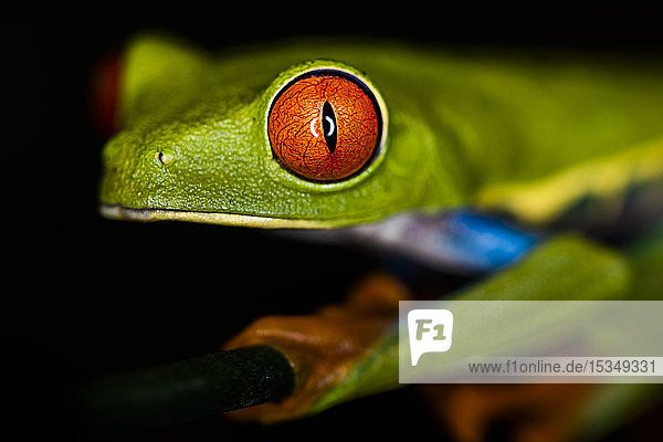 Red-eyed tree frog (Agalychnis callidryas)  Sarapiqui  Heredia Province  Costa Rica  Central America