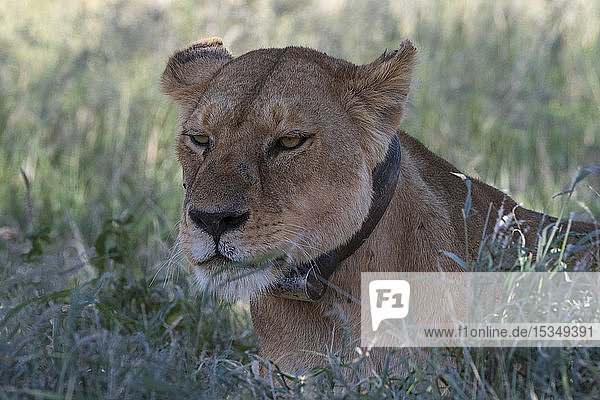 Lioness (Panthera leo)  Seronera  Serengeti National Park  UNESCO World Heritage Site  Tanzania  East Africa  Africa