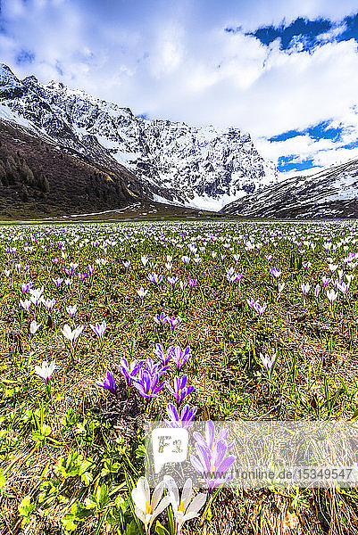 Flowering of Crocus nivea in Val Radons (Radons Valley) Albula region Canton of Grisons (Graubunden) Switzerland Europe